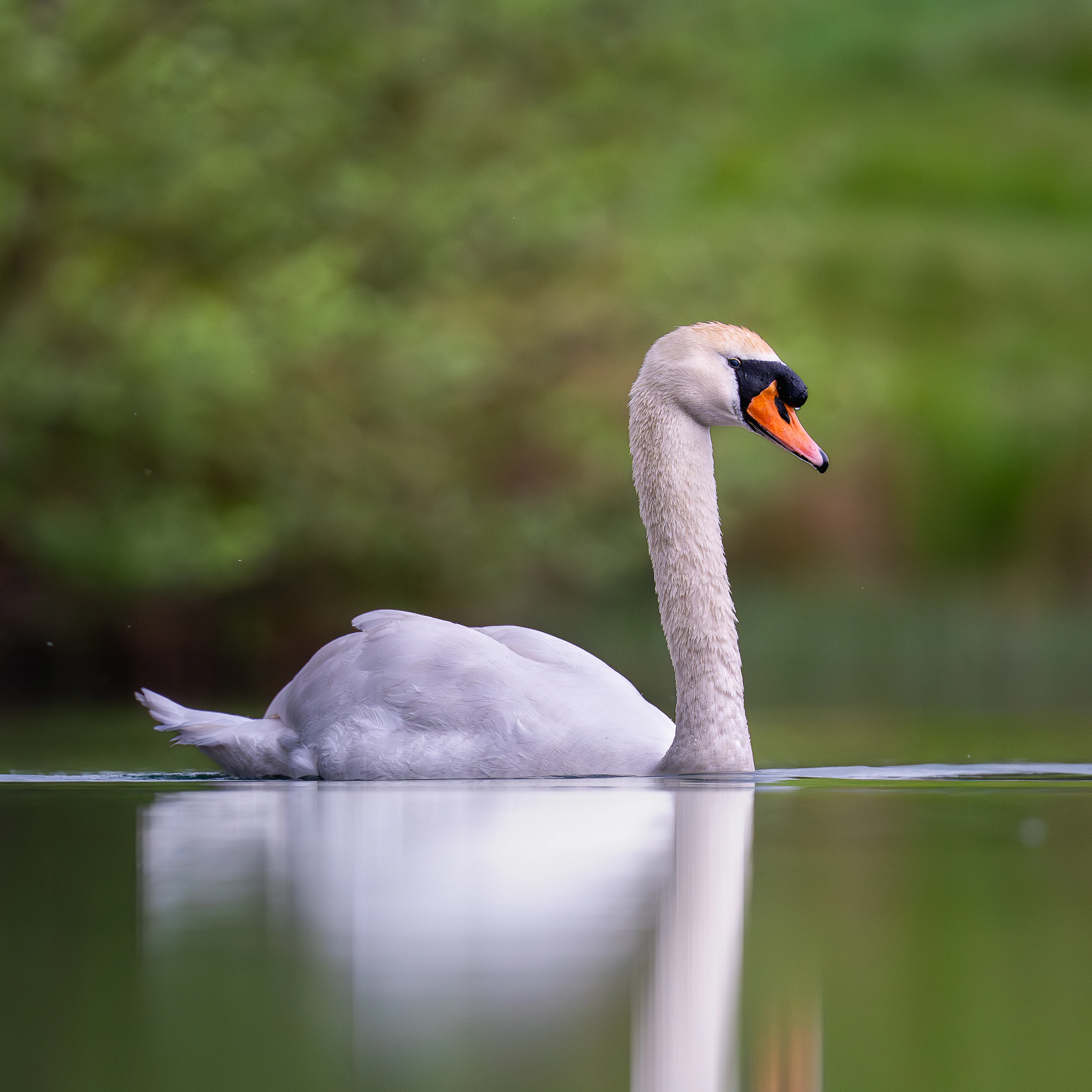 Wildlife photo 10