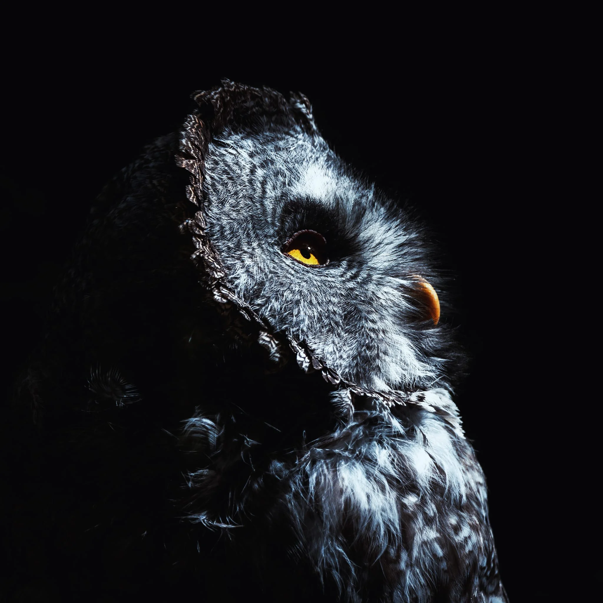 Wildlife photo 11