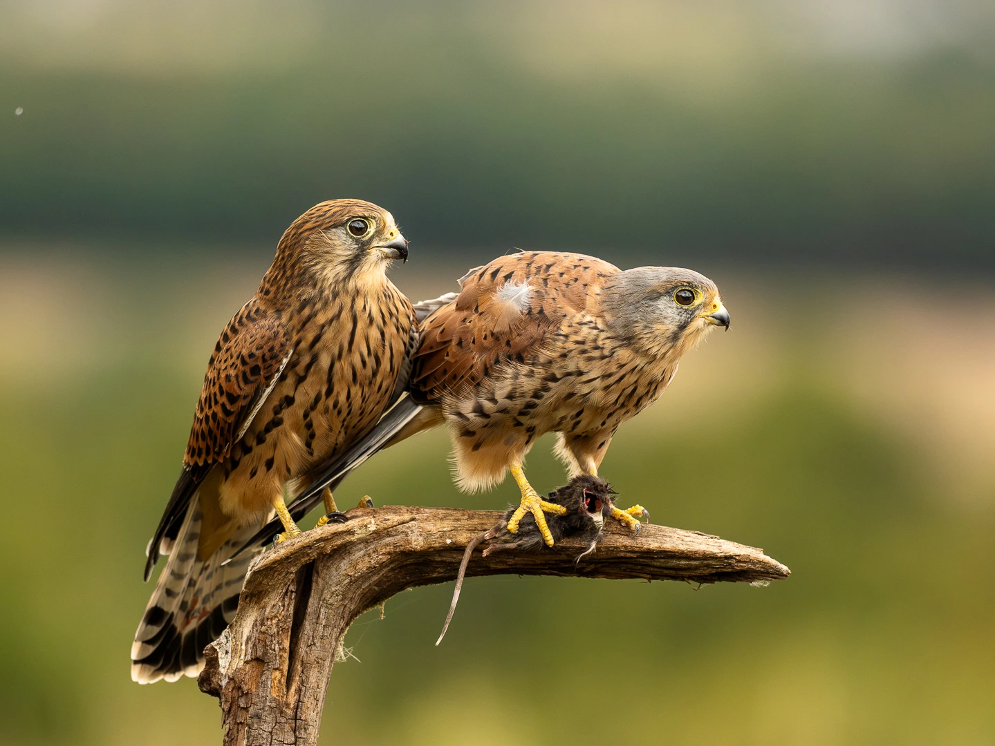Wildlife photo 12