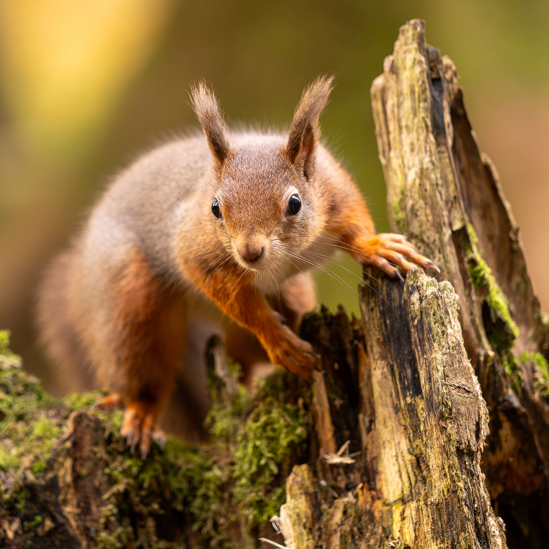 Wildlife photo 2