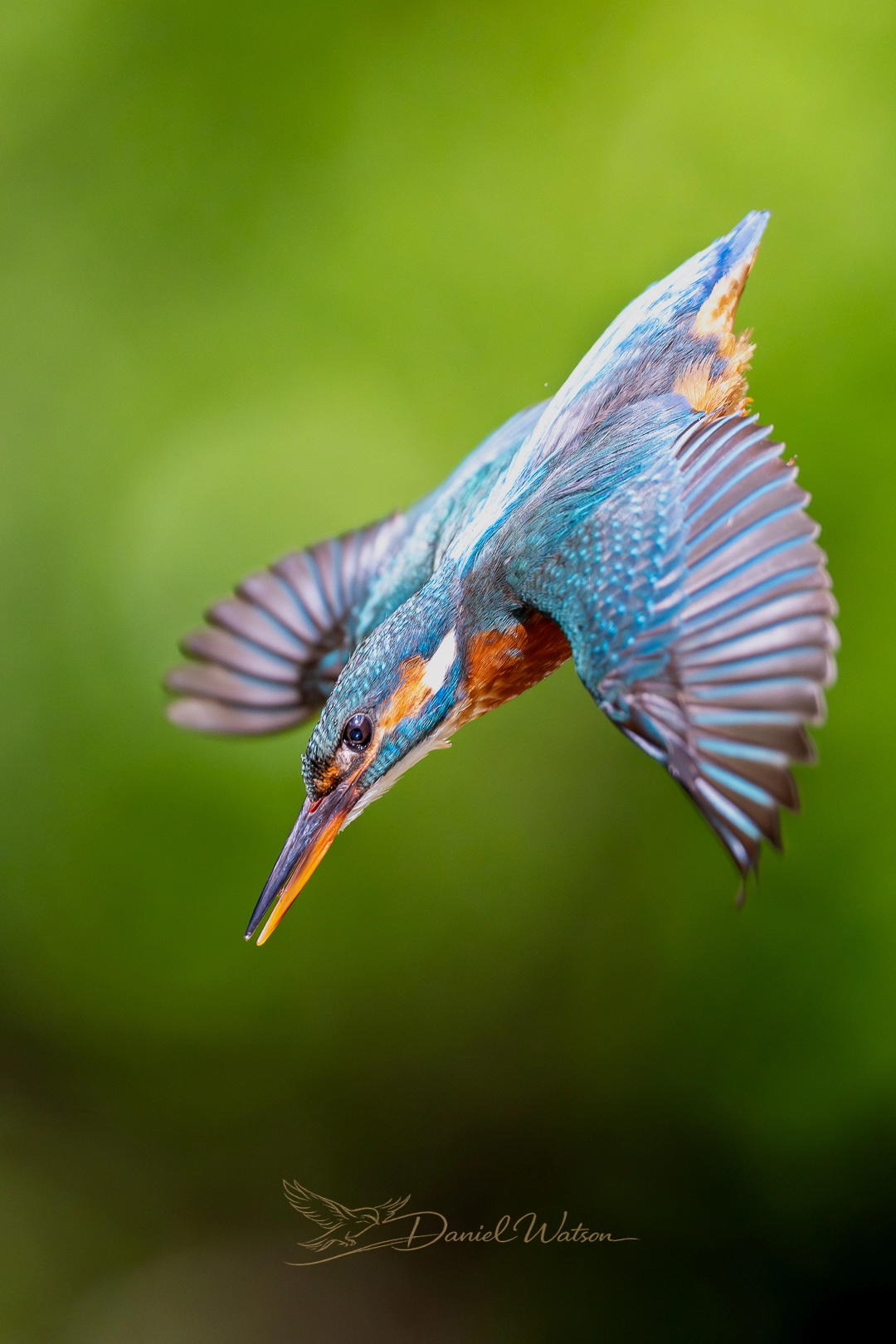 Wildlife photo 3