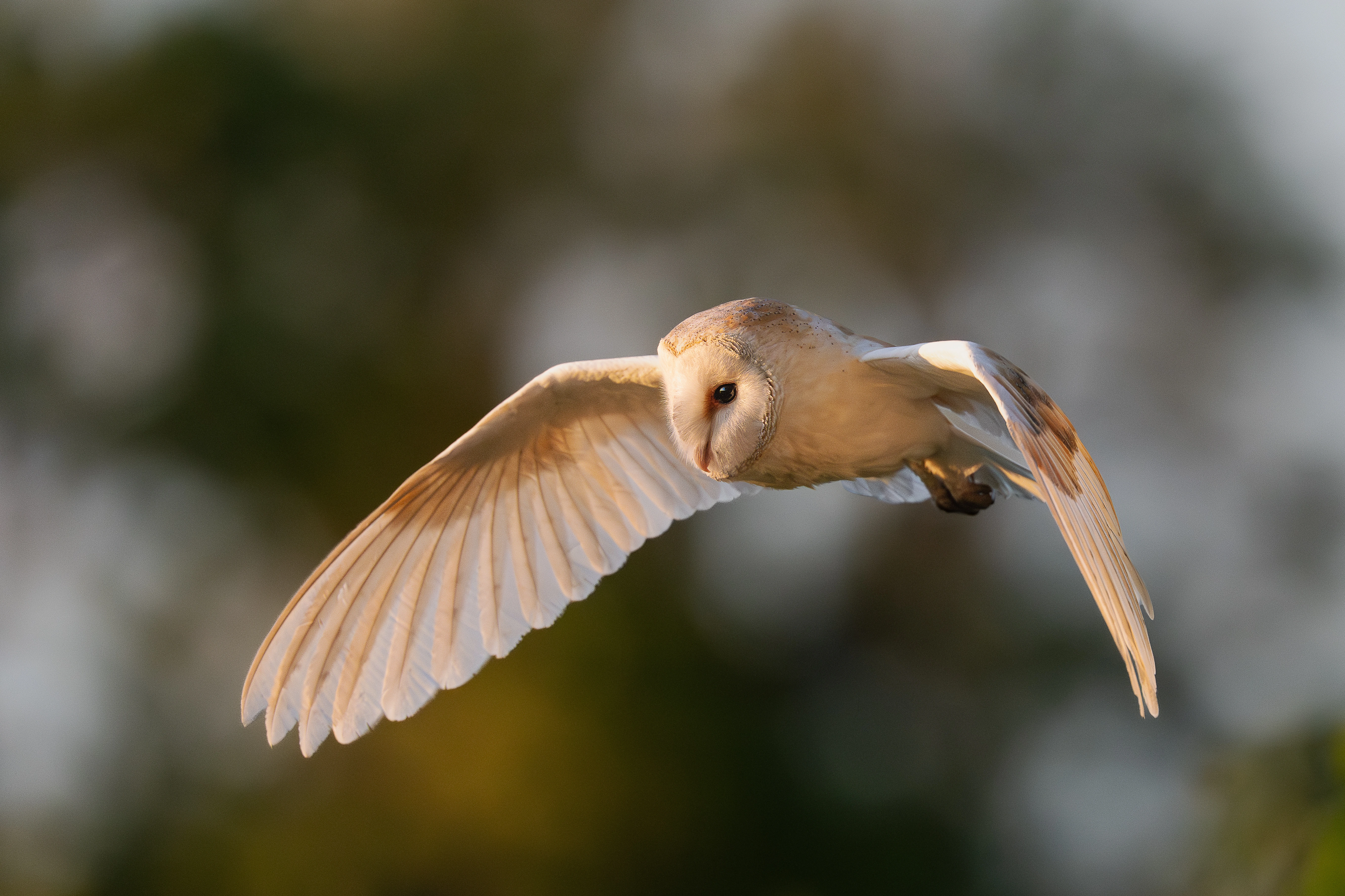 Wildlife photo 4