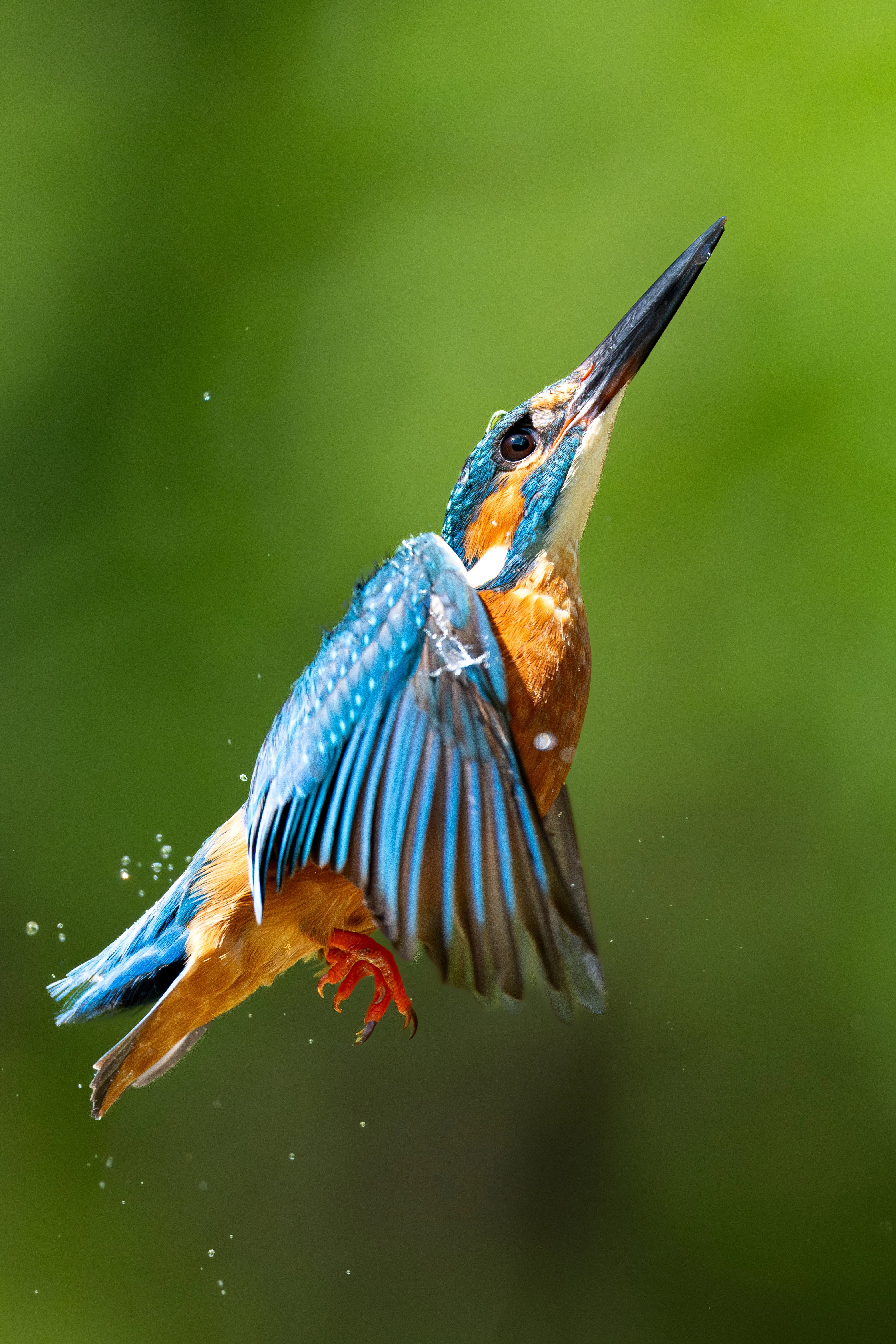 Wildlife photo 5