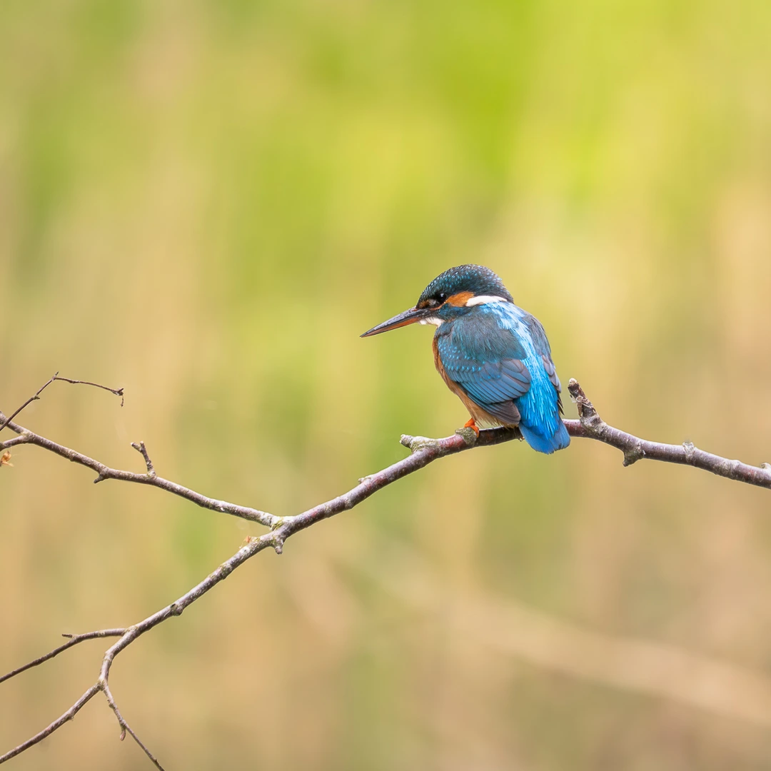 Wildlife photo 6