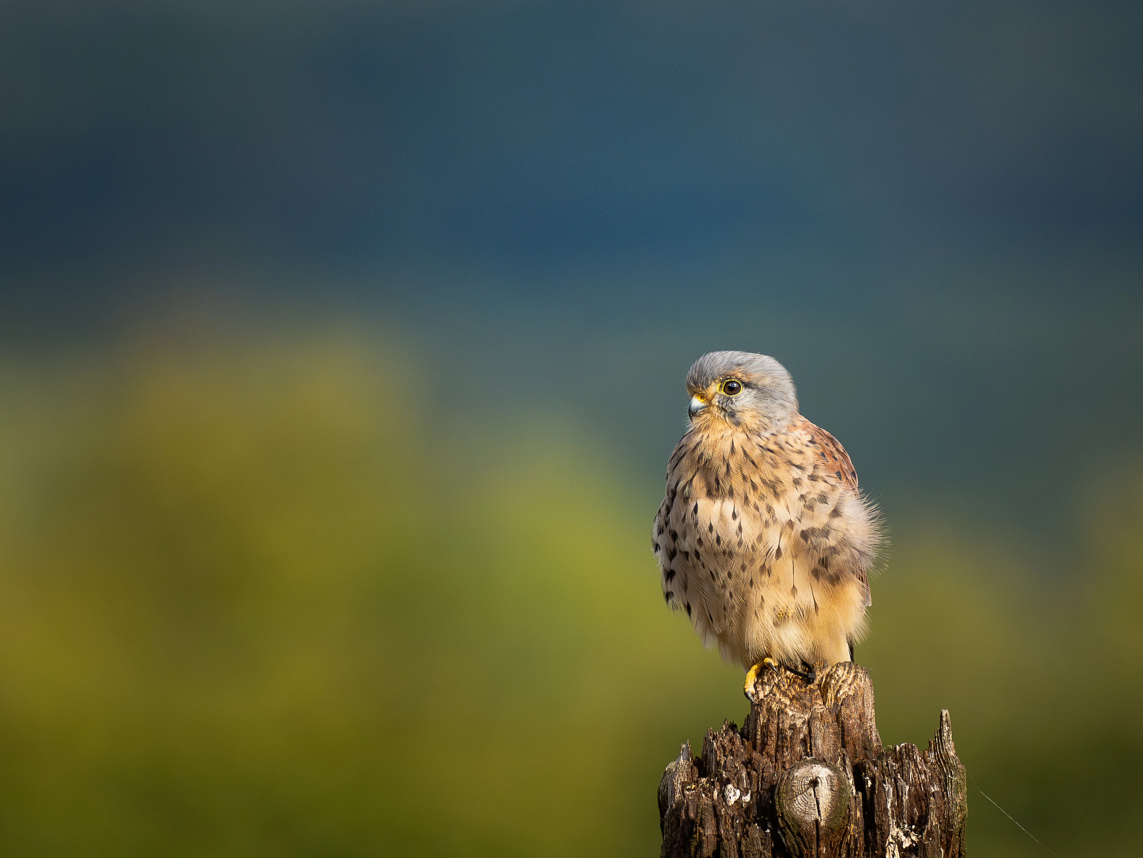 Wildlife photo 7