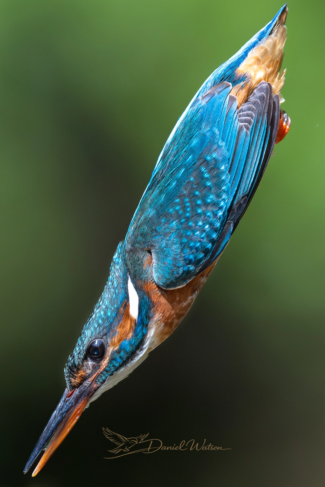 Wildlife photo 8
