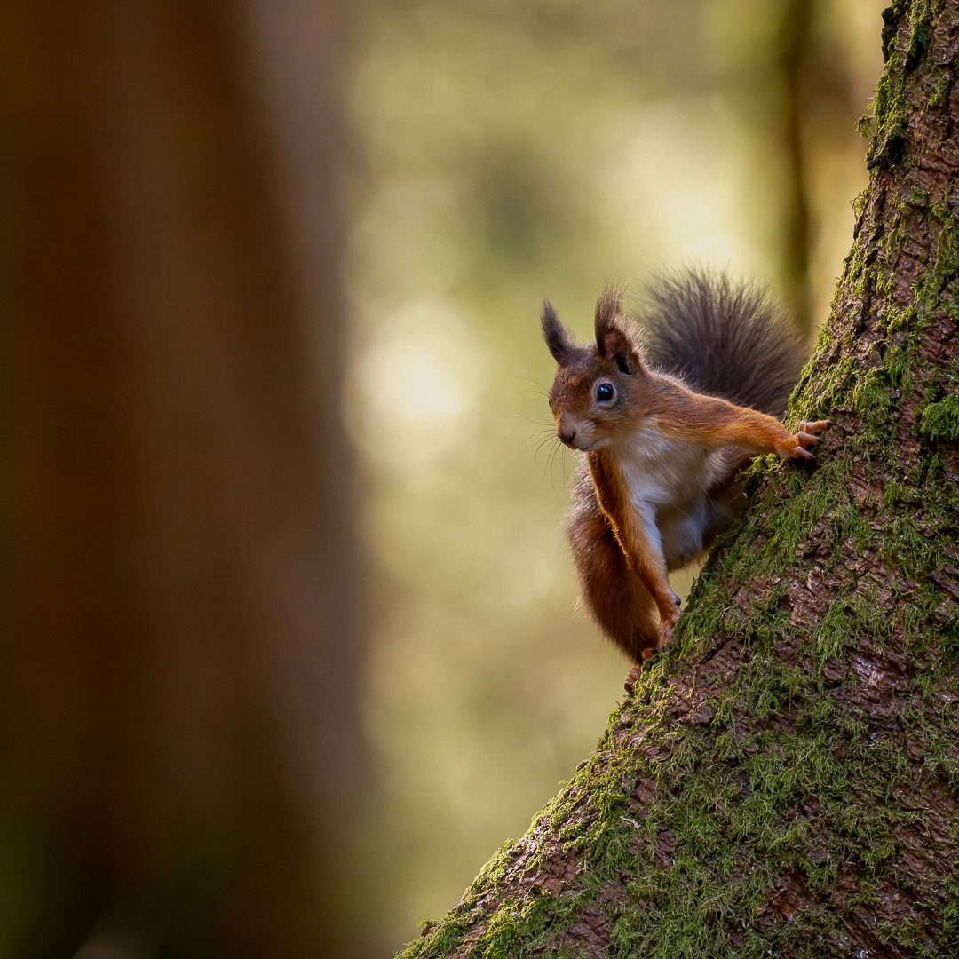 Wildlife photo 9