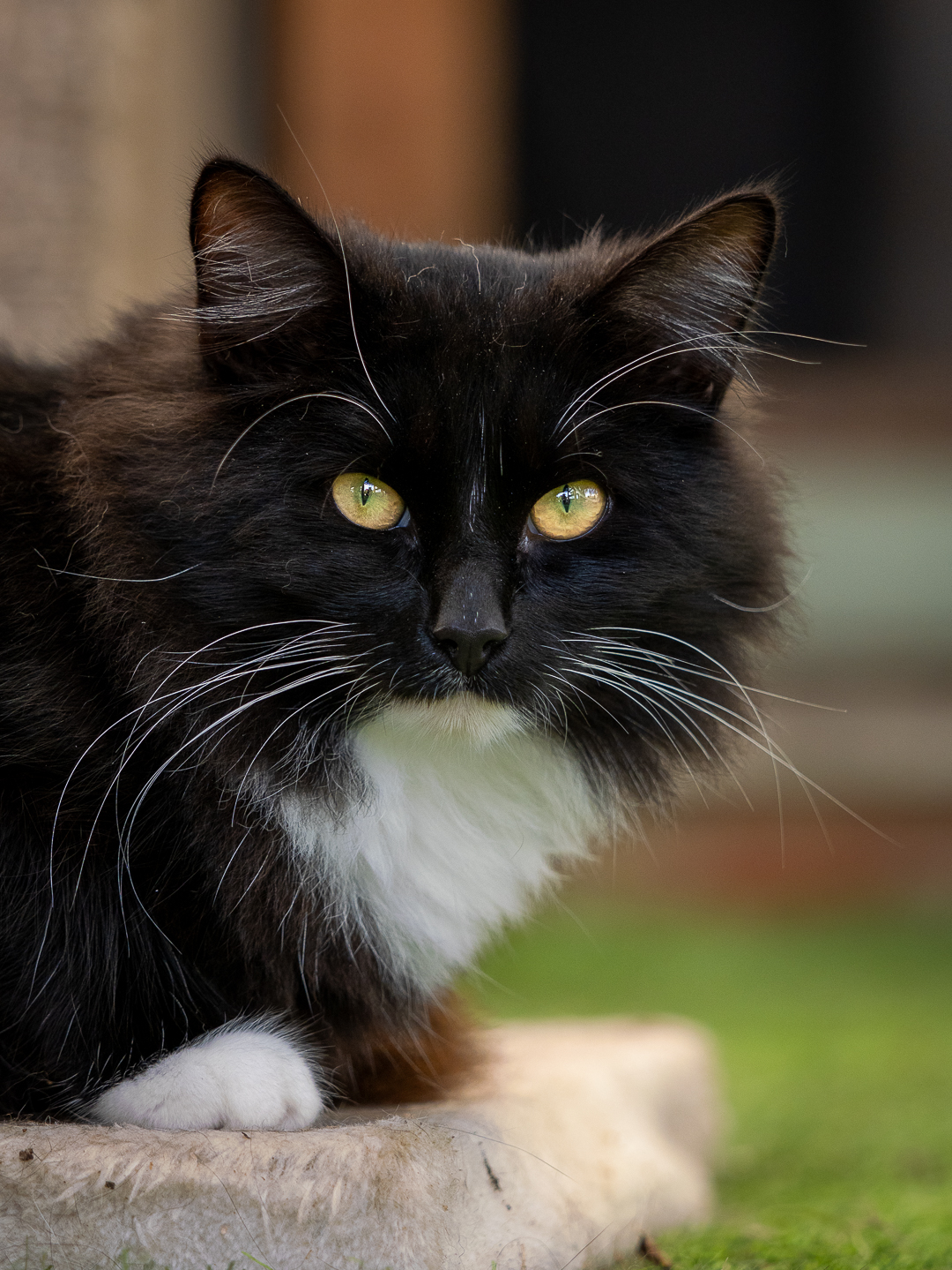 Black-and-white long-haired cat, elegant profile
