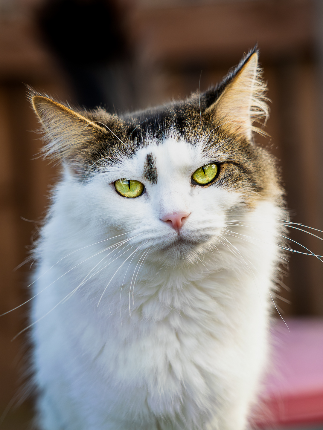 Black cat portrait with warm background bokeh