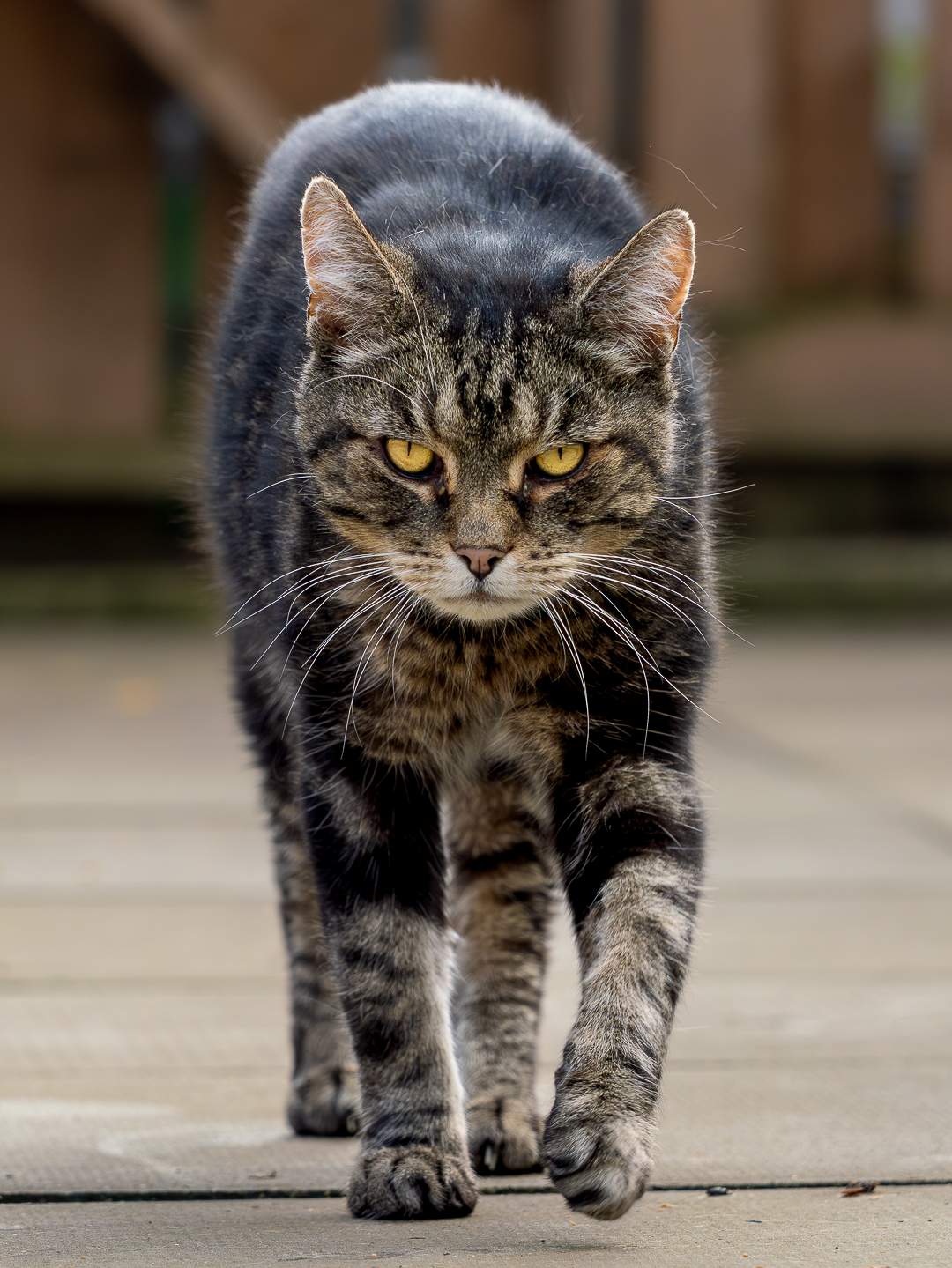 Tabby cat walking toward camera on patio