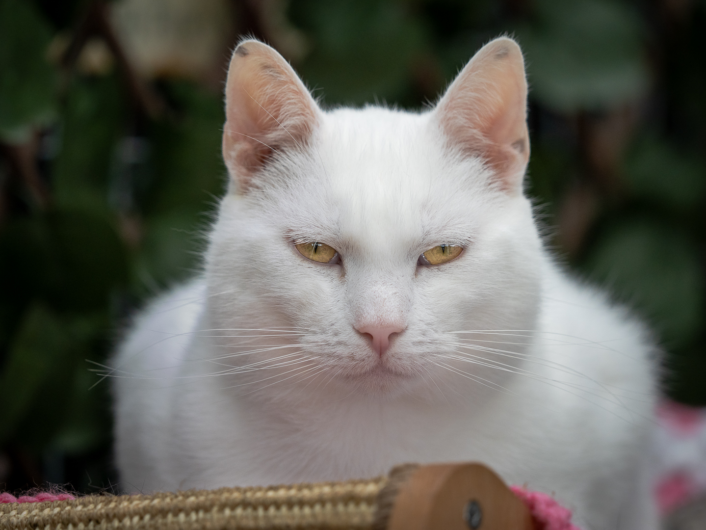 White cat resting, calm expression in soft light